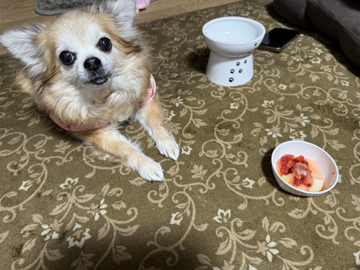 chihuaxrunrun's tweet photo. 3月8日(日)

ちょこらちゃんの💓14歳BD
この日を迎えることができました😊

持病もあり、調子が悪い日もありながら
お薬かかせませんが
無理せずゆっくり過ごしています😉
今日は特別メニュー🍓🍎
フルーツのすり潰しと
塩分控えめママ手作りご飯です♪
 #ちょこたい  #パトロール隊 https://t.co/CrIVky4EVj