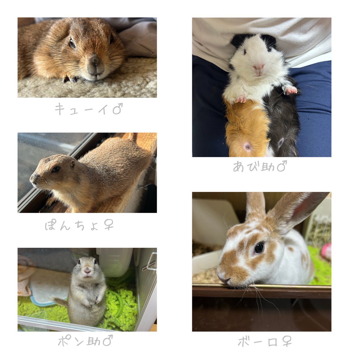 hituzi04's tweet photo. Twitterの方も再び再開🥹
無言フォロー失礼致します🙇‍♀️

#ハムスター
#デグー
#アフリカヤマネ
#リチャードソンジリス
#プレーリードッグ
#うさぎ
#モルモット
#マカロニマウス https://t.co/q1CCA0FBUV