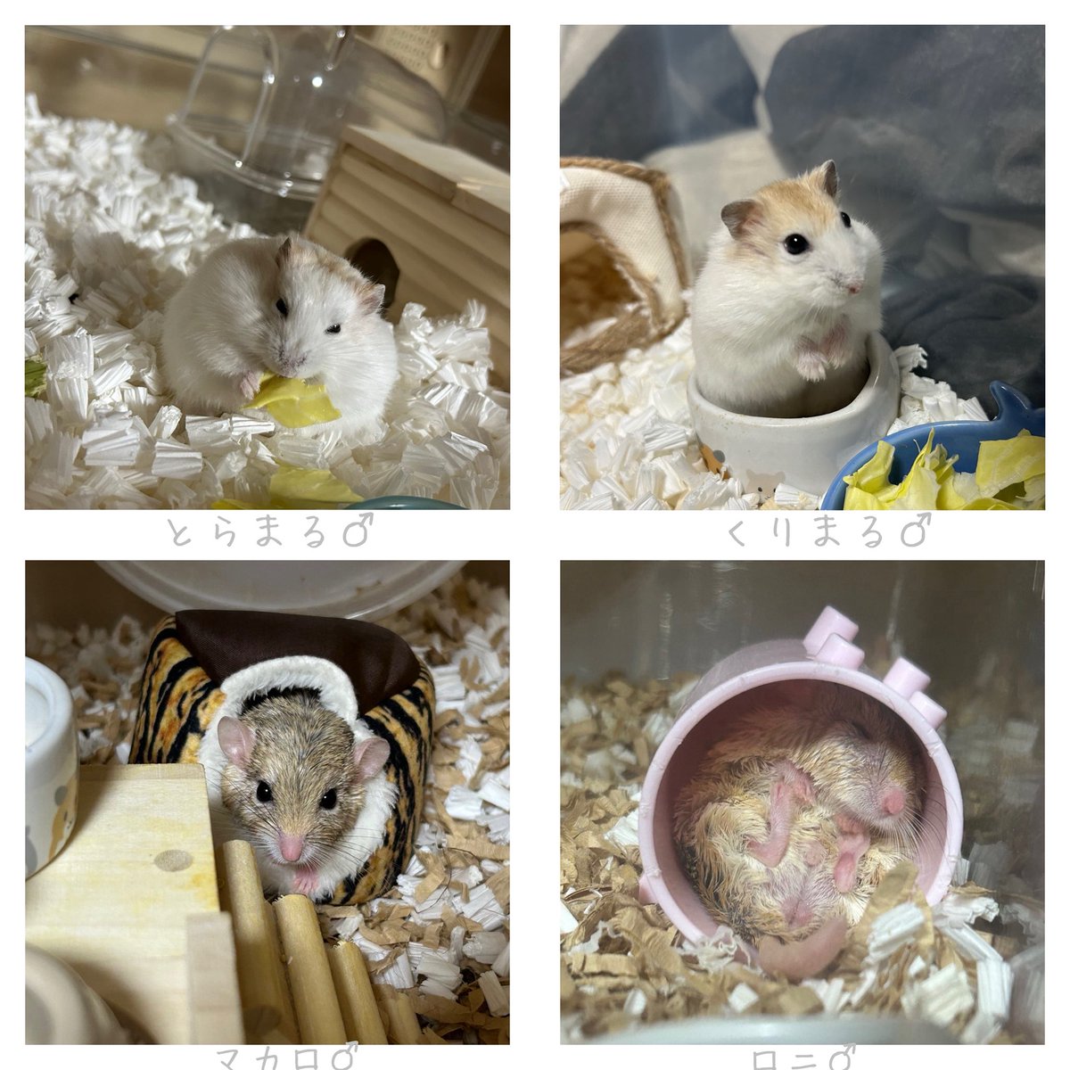 hituzi04's tweet photo. Twitterの方も再び再開🥹
無言フォロー失礼致します🙇‍♀️

#ハムスター
#デグー
#アフリカヤマネ
#リチャードソンジリス
#プレーリードッグ
#うさぎ
#モルモット
#マカロニマウス https://t.co/q1CCA0FBUV