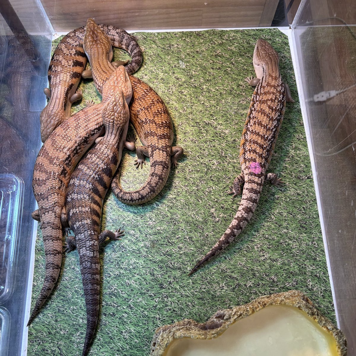 アニマルハウスももれっぷ　3月15日エキスポスーパーアリーナ出店 tweet media