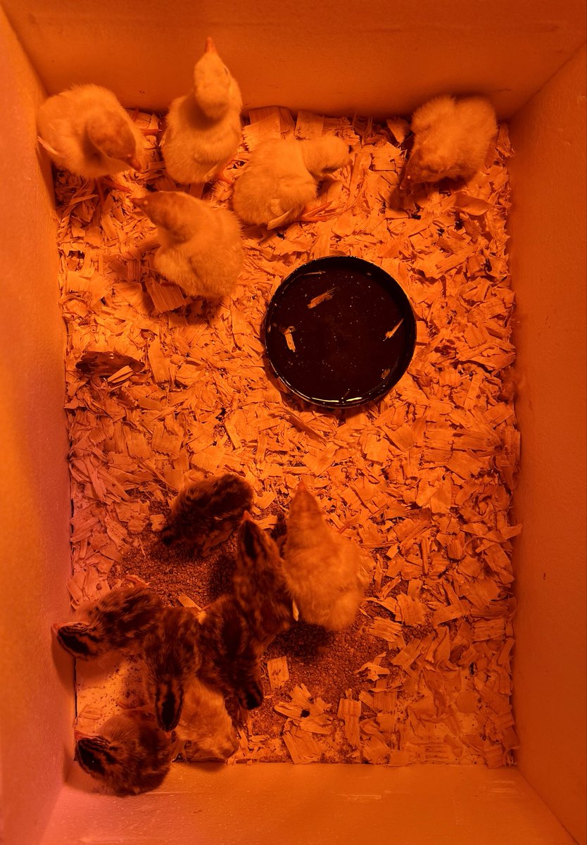 livestock company® tweet media