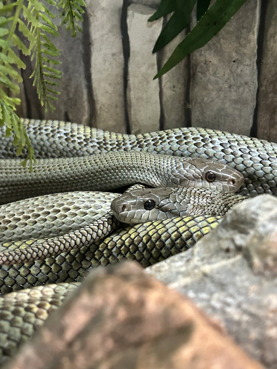 nami🐍 tweet media