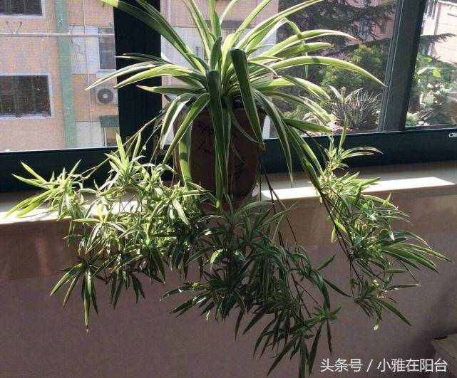 DannyFinney1's tweet image. Pothos Pro Tip! Let soil dry 2-3 inches deep before watering (overwatering = #1 killer!). Thrives in low/bright indirect light—no harsh sun! Perfect for new plant parents.  #PlantCare #GreenThumbs