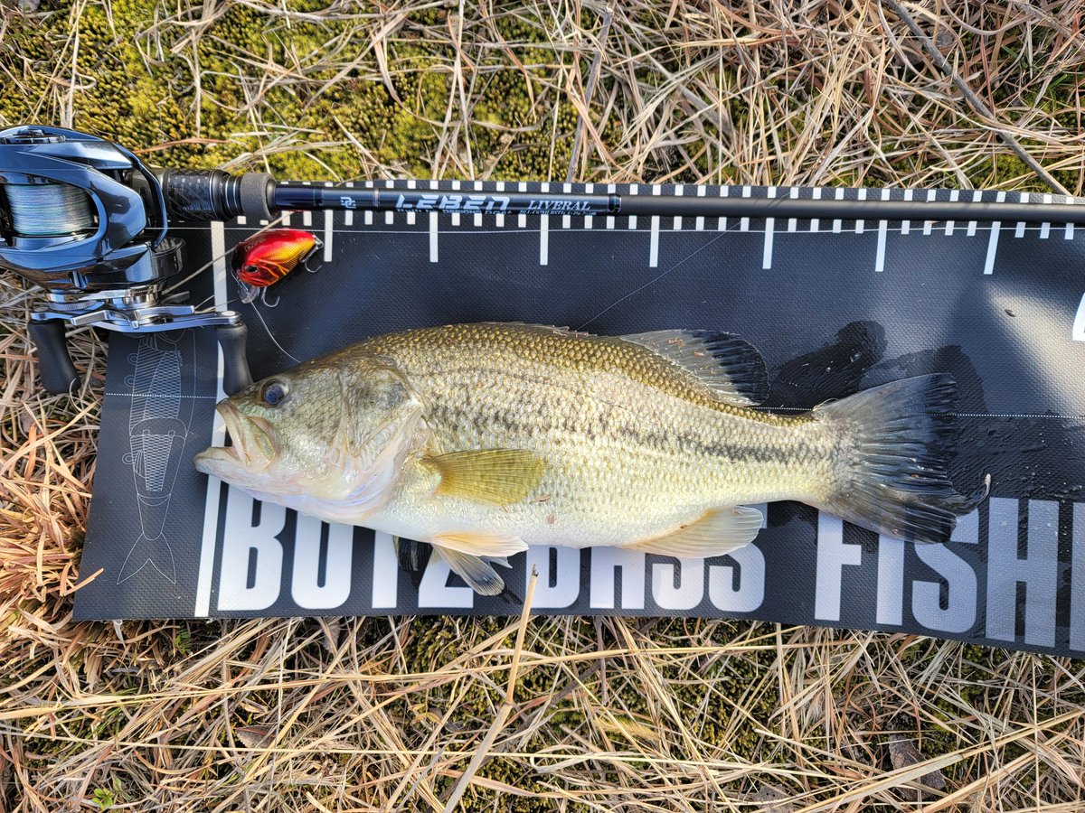 1091panda's tweet photo. 今日は、昨日より魚のポジションが少し浮いてたんで、サラモアよりドロップ75が活躍してくれました😊👍
#DESIGNO #designo #デジーノ
#LEBEN #レーベン
#LIVERAL #リベラル https://t.co/CrqWqFsUms