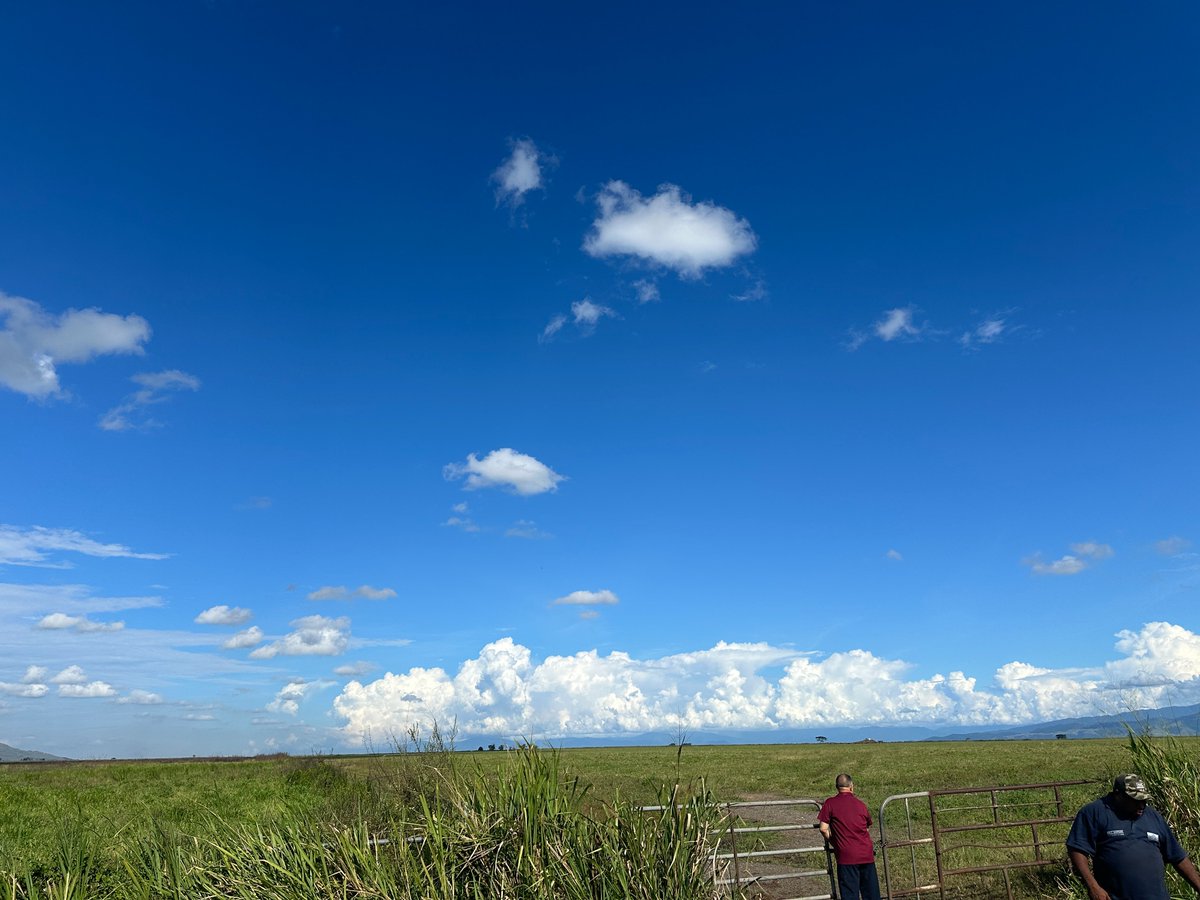 F-Soler Official | Carbon Credit NFT tweet media