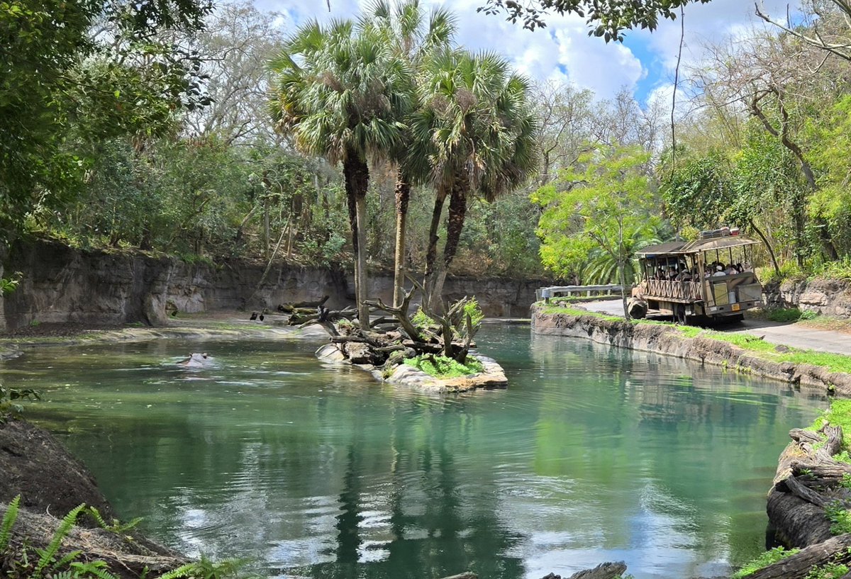 Amy_Allen_1's tweet photo. Disney's Animal Kingdom 🚗🚗🚗🚗🚗

This is my opinion,  but I am going to state it as a fact...Disney's Animal Kingdom is the greatest zoo on Earth!!! https://t.co/K5gOkCHfCV
