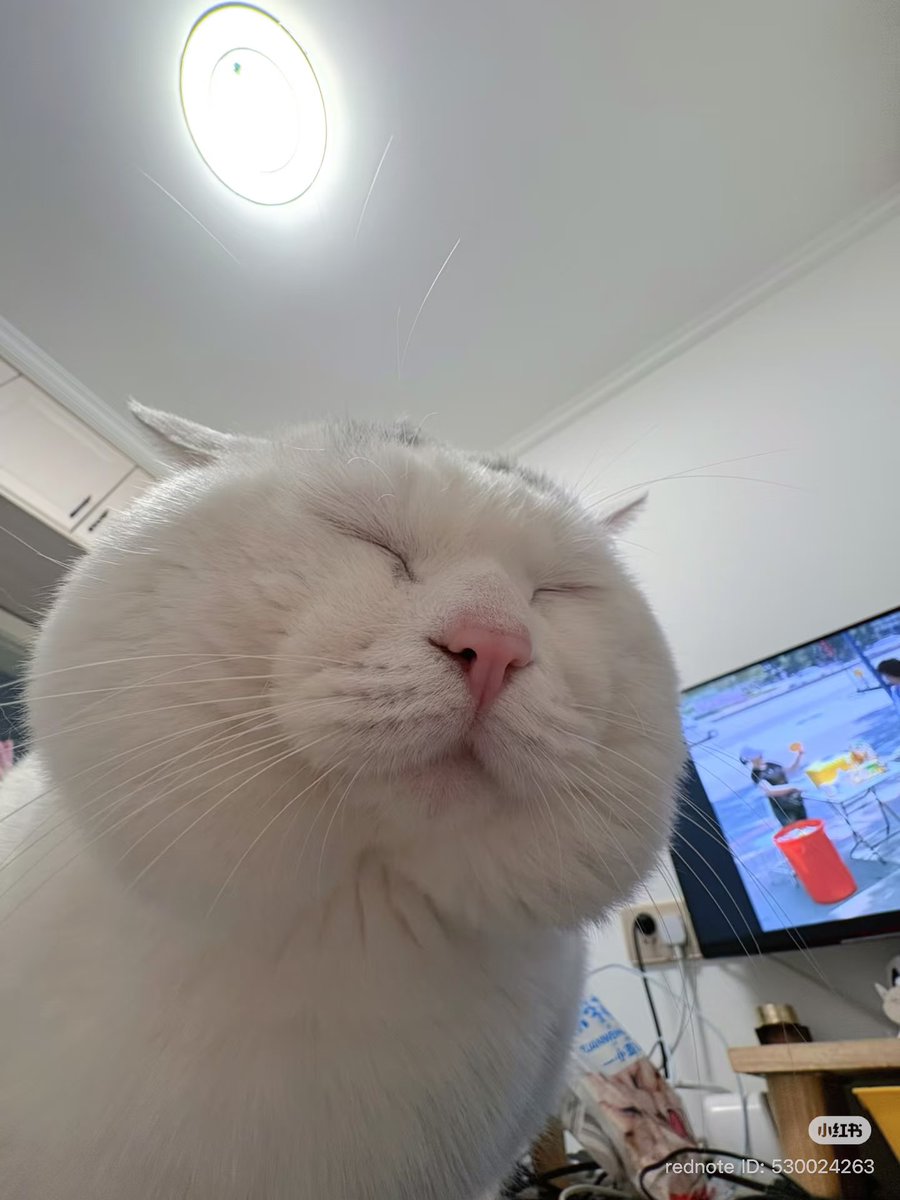 No Context Cats tweet media
