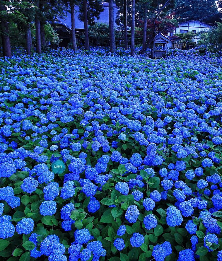NightSkyToday's tweet photo. Hydrangea Season In Japan https://t.co/JLUzhpDPkF