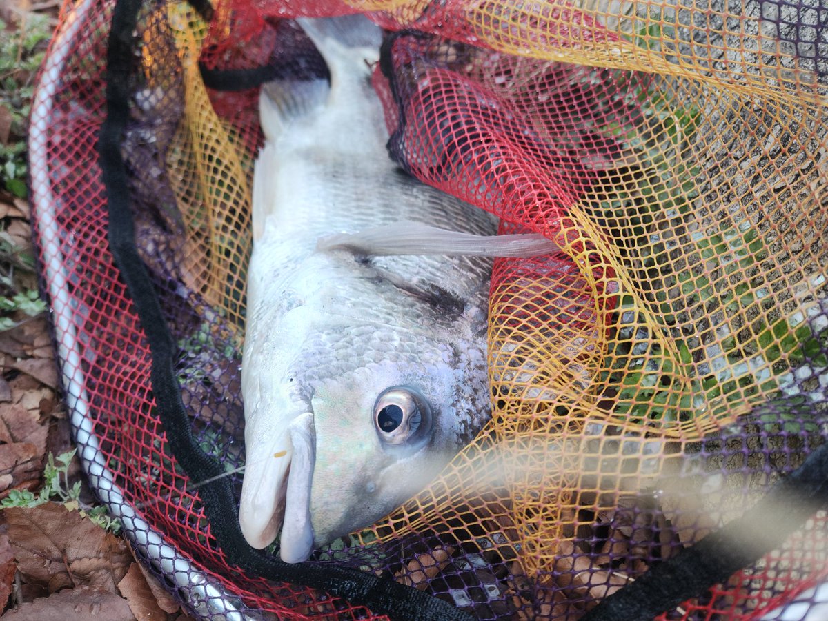 ツヨっさん tweet media