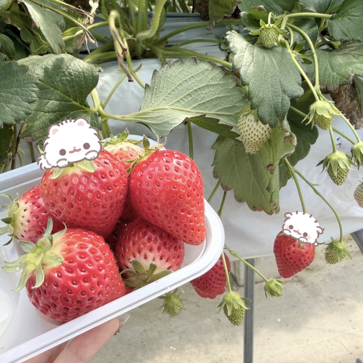 進撃のみぃ@サブ垢 tweet media