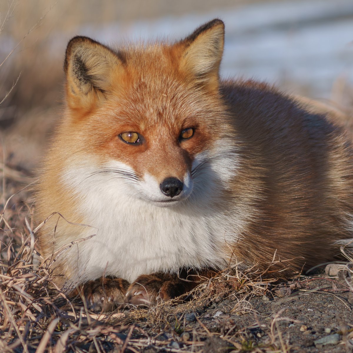 photo_inu's tweet photo. 前足を揃えるキタキツネ

#キタキツネ #写真で感じる北海道 #東京カメラ部 #SonyAlpha #北海道LOVERS #これソニーで撮りました https://t.co/lQxJHNKgAR