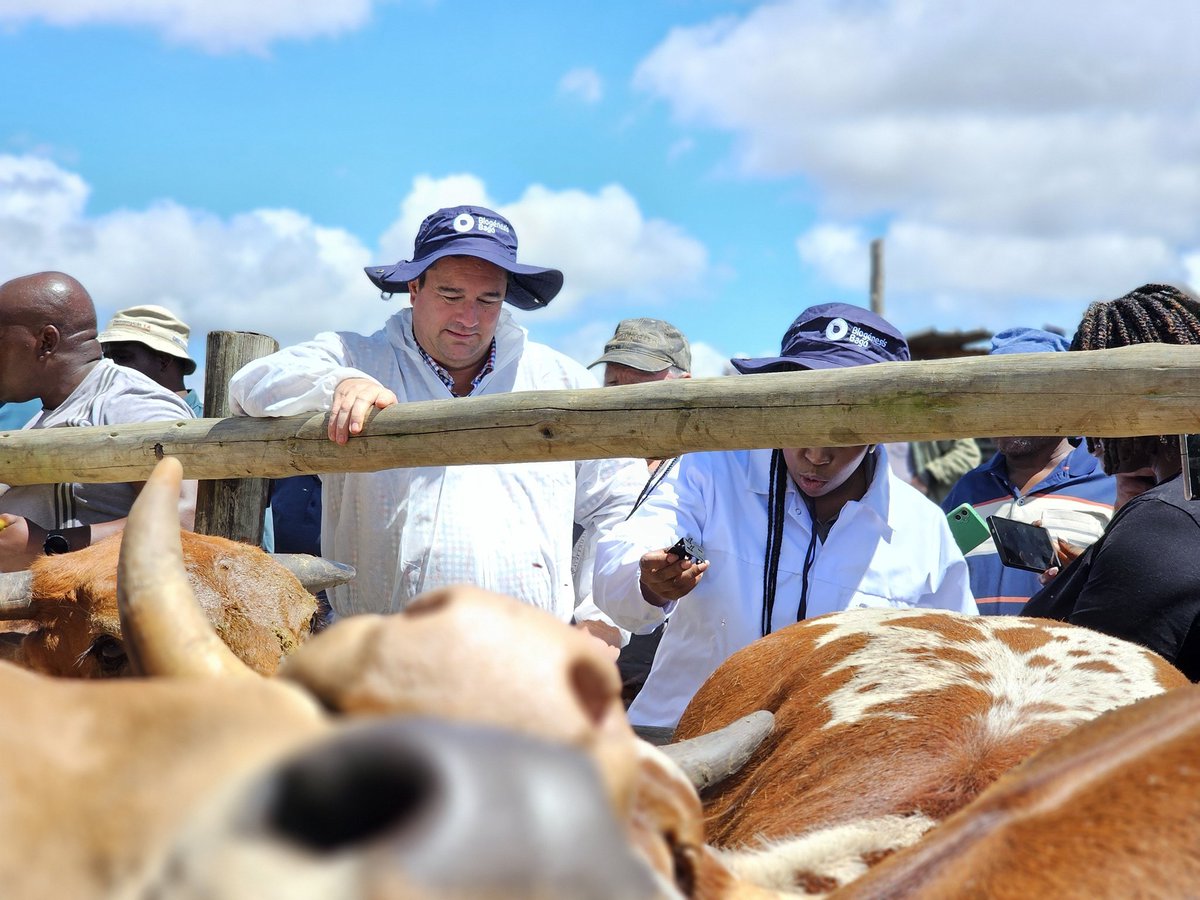 SAgovnews's tweet image. Government interventions to curb Foot and Mouth Disease #FMD have reached communal farmers in Magagula Heights in the East Rand, Gauteng.  @DOAgov_ZA Minister John Steenhuisen and Gauteng MEC for Agriculture and Rural Development, Vuyiswa Ramokgopa, have spearheaded continuing