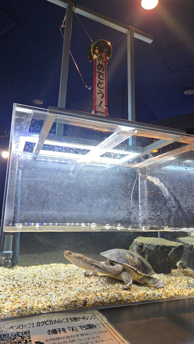 シン・マリホ水族館 tweet media