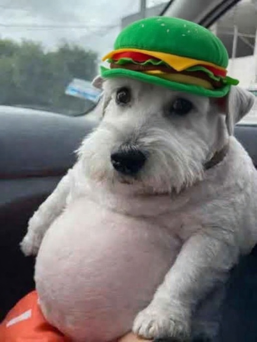 nastycks's tweet photo. @FATFUCKINGCHUD1 In honor of the fat chud 5rZPcMyADQF6HFrMuFY6rCCfjgV2JoJyWTPuZZyVpump https://t.co/THTkEzGCky