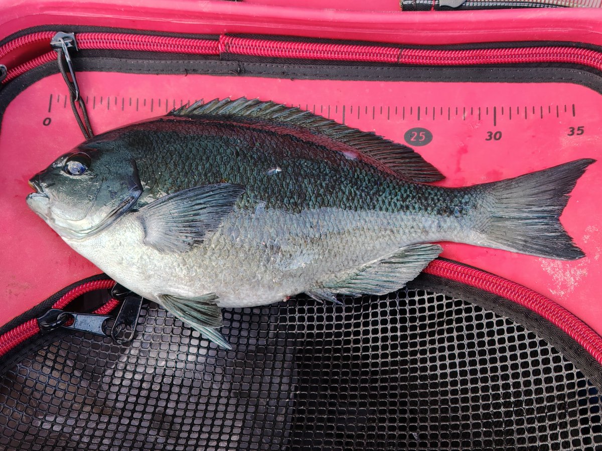 ヤリイカシーズン終了と思い、日曜日だけど午後から東伊豆巡業へ

汐吹で皆様お帰りになるというので、14時スタートで独り占め

風波はきついが、活性は高く17*30までで30up6枚内35up2枚

今週末は、式根島　ヤバければ明日真鶴行こうかと思い早上がりしたが、微妙…