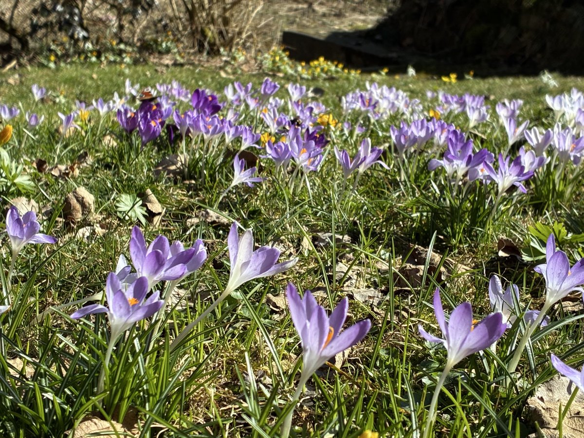 Klaus Schellhorn tweet media