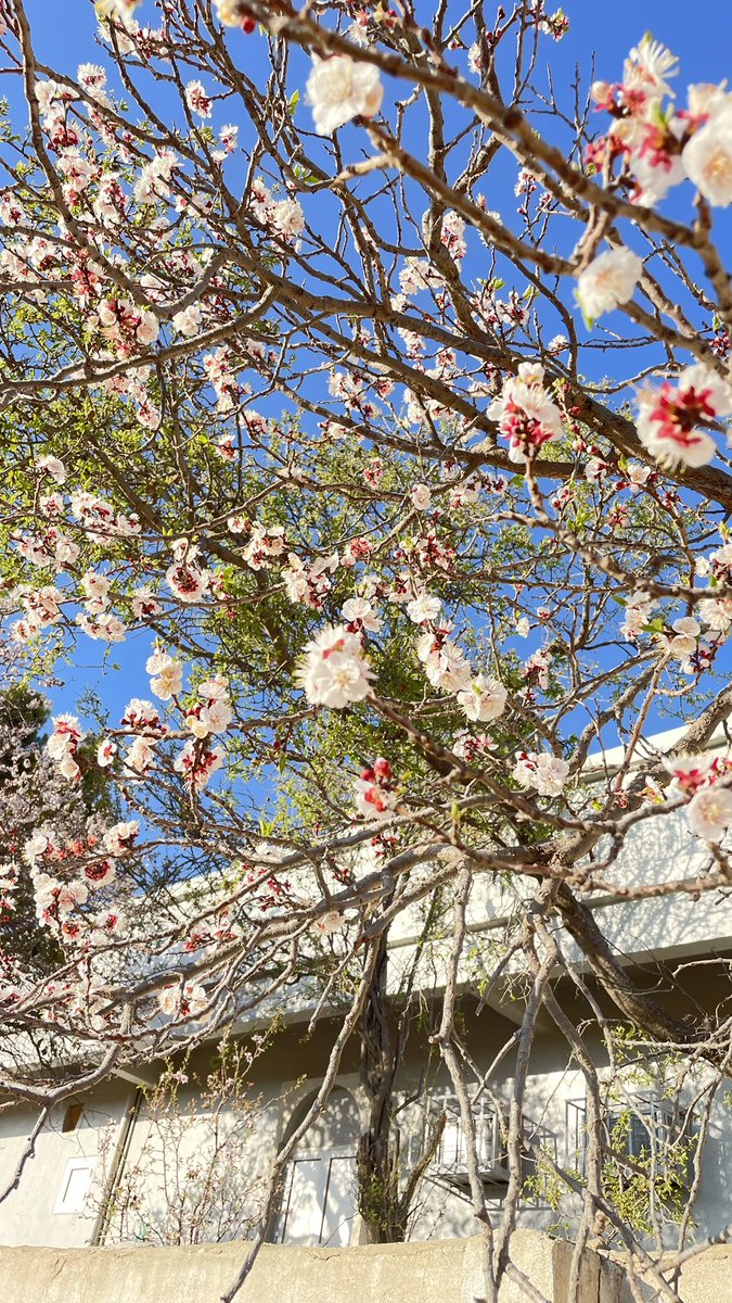 Reefiix's tweet photo. #اليوم_العالمي_للمراه

كوني مزهرة وكأن الربيع اتخذ من قلبك وطناً له🌸🌱 https://t.co/FmmEf8cHoO