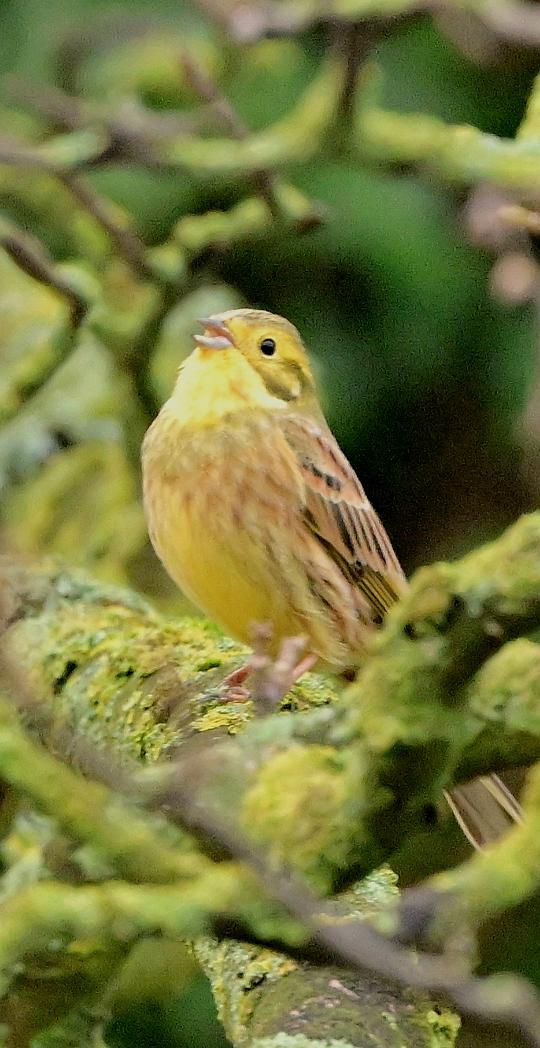Singing Yellowhammer this morning on the Old coach Rd Rainford 🥰 <a href="/sthelensbirds/">St Helens Birds</a>