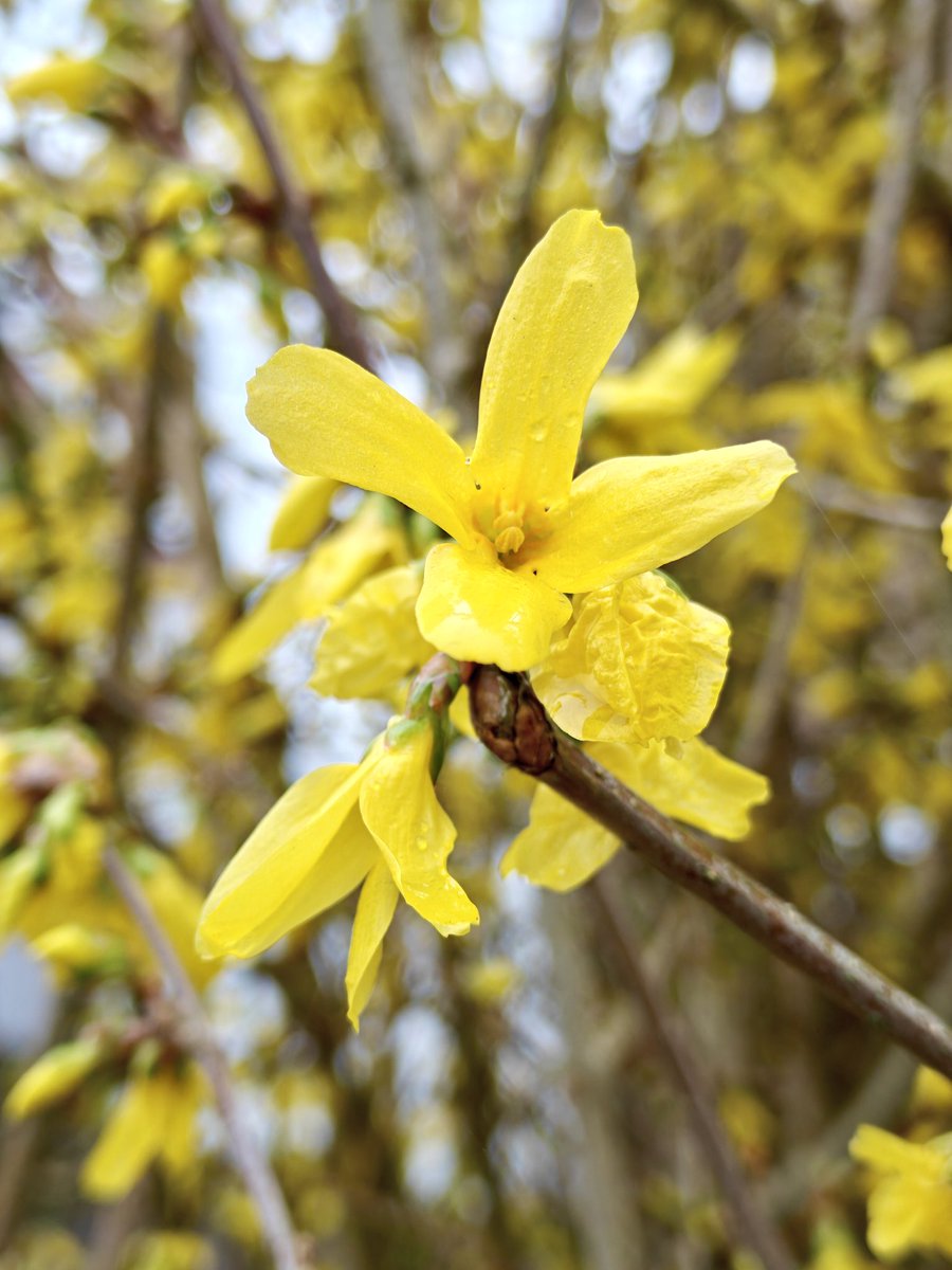 Forsythia in gloriously golden full bloom on a very grey walk this morning! 
#Flowers #walking #MentalHealth