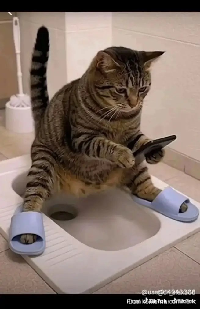 POV: you are a cat fu follower waiting for the next video