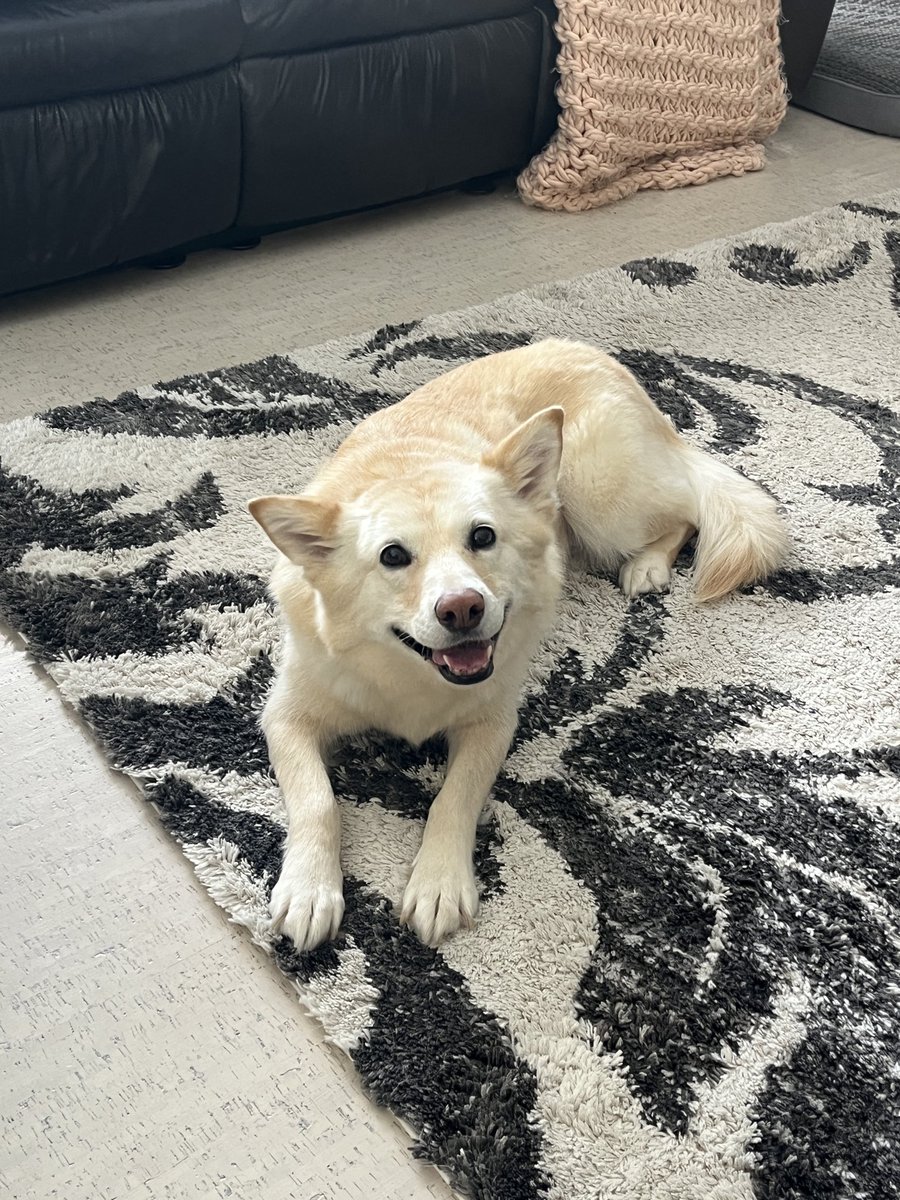 Sari_WB's tweet photo. @servicerotties Rosa would love your carrot, or anything else you have to offer. The only thing she has been offered that she doesn’t like is lettuce that fell on the floor. Is fed raw, loves broccoli, cauliflower, cucumbers, apples… https://t.co/2vYSbVZfVo