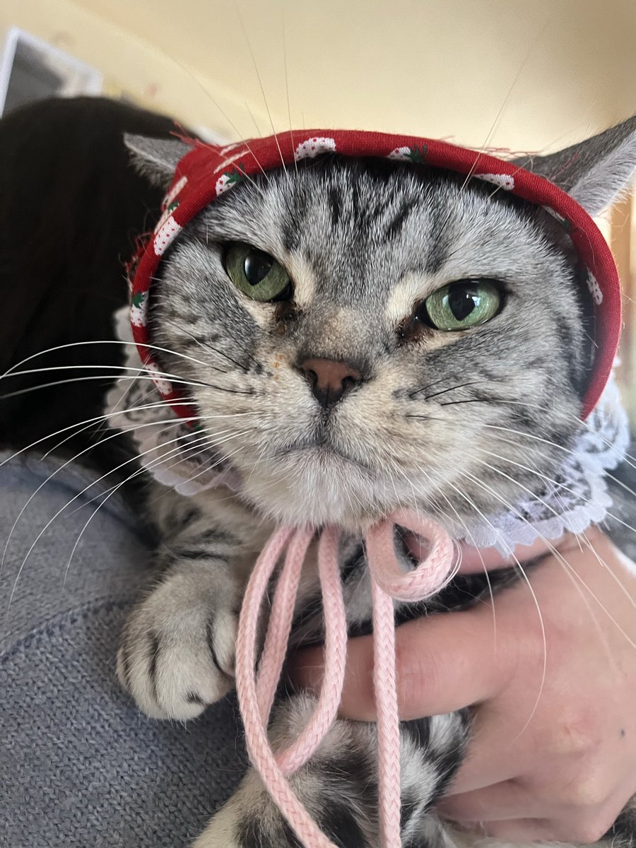 sakugaku tweet media