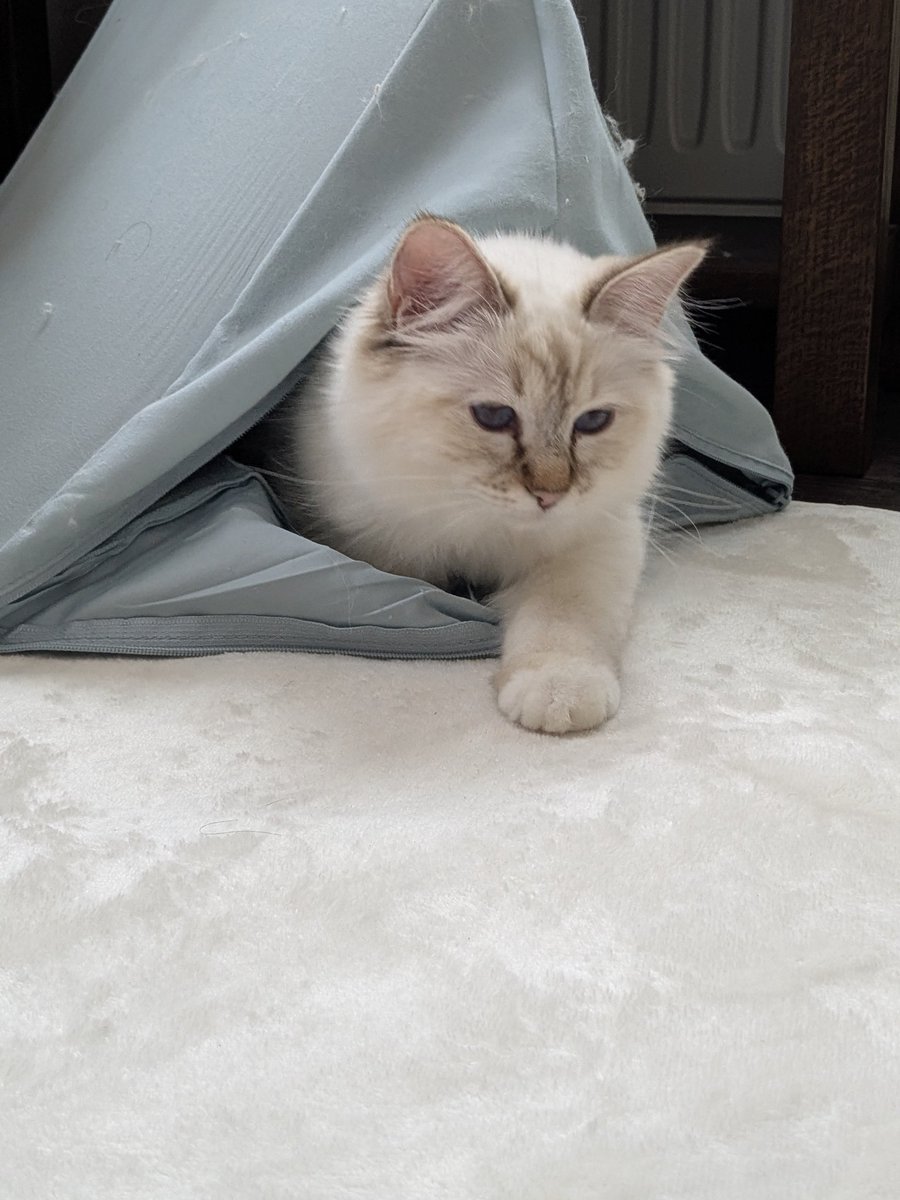 モフモフ毛玉王の飯使い tweet media