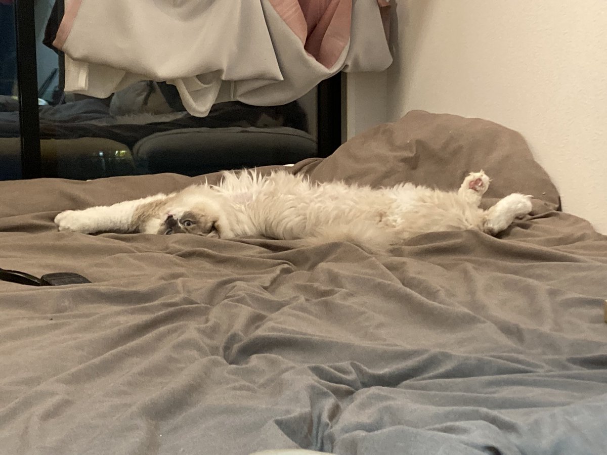 mofuroom_jp's tweet image. りんねもベッド大好き👀

人間のように
しっかりベッドで寝てます🤣✨

#猫 #cat #ragdoll