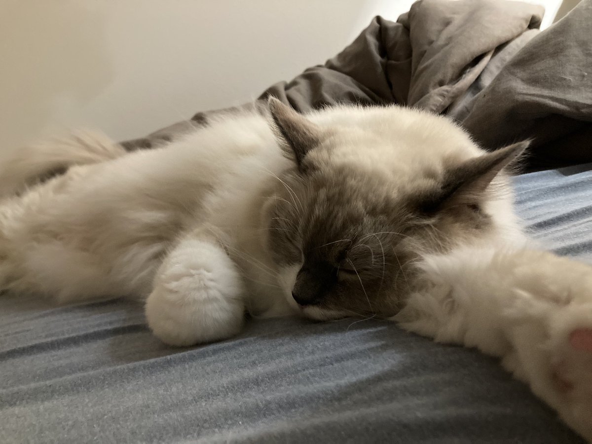 mofuroom_jp's tweet image. りんねもベッド大好き👀

人間のように
しっかりベッドで寝てます🤣✨

#猫 #cat #ragdoll