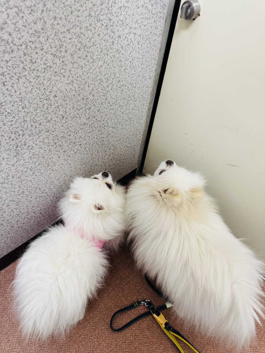 TPtomoko917's tweet photo. 手術で完治　ではないけど、火曜日ぐらいにとりあえず退院できる☺️
ピンクのは包帯。
帰れると思って戸が開くの待つ兄弟🐶🐶 https://t.co/kOAkXFRaIT