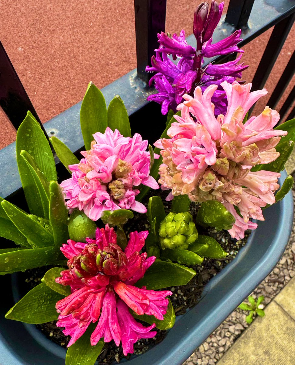 Jocaccia tweet media