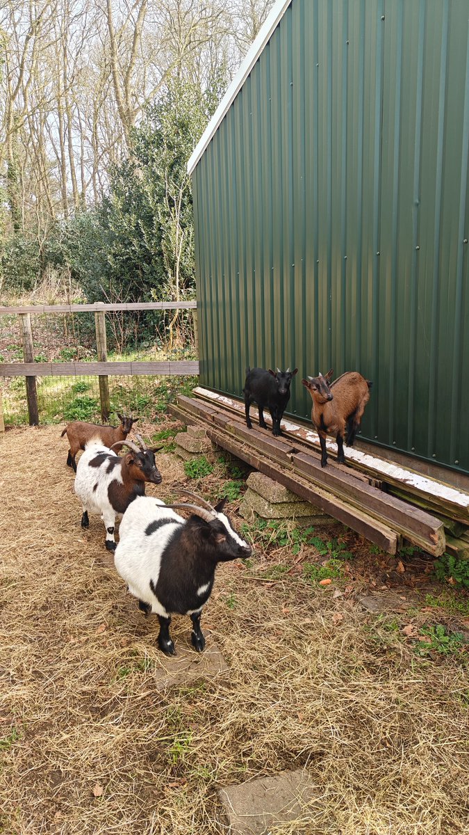 We hebben de veestapel uitgebreidt met Tessa, Tootje &amp; Tara!