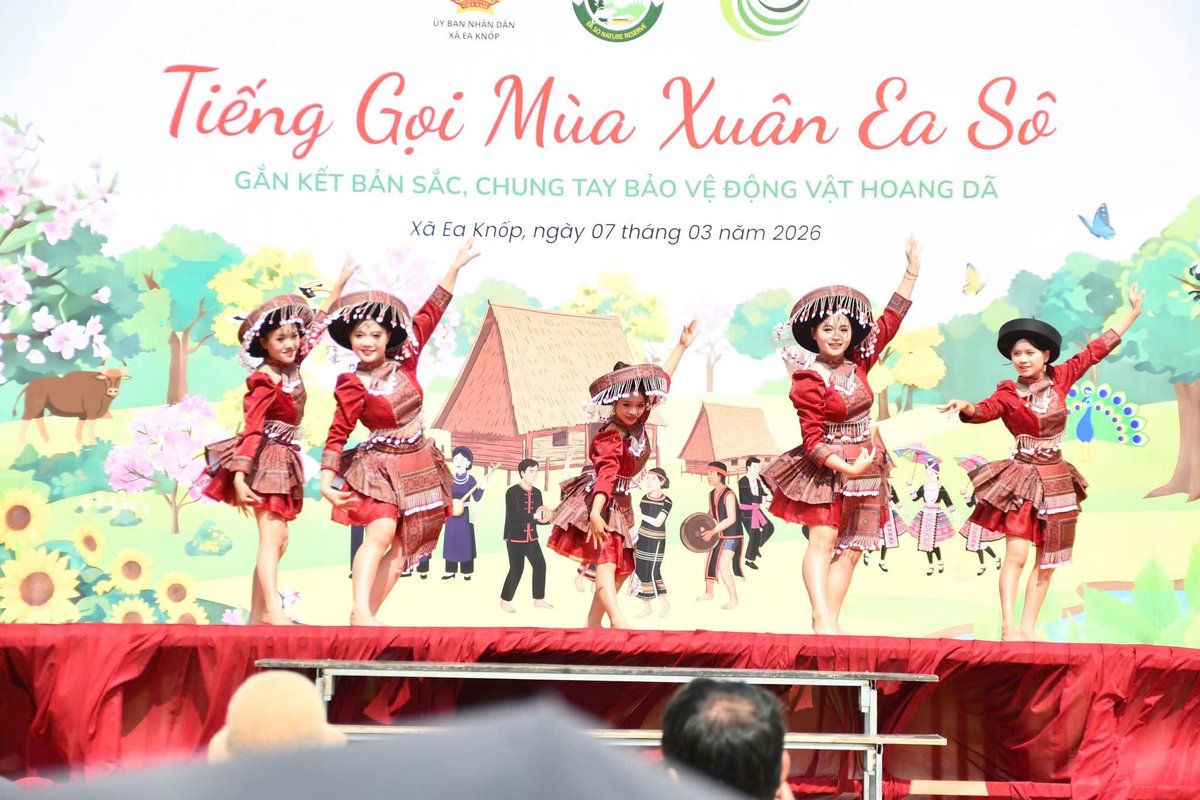 ctnc2019's tweet photo. 🎋 RESTORING THE EA SO SPRING FESTIVAL: A CULTURAL GATHERING AND A CALL FOR WILDLIFE PROTECTION 🐵

🌳 Today, March 7th, 2026 – With the official approval of the Ea Knop People's Committee, CTNC collaborated with the Ea So Nature Reserve Management Board to host the "Call of the Ea So Spring" festival and Forest Protection Commitment Ceremony in Dak Lak. The event took place in a vibrant and heartwarming atmosphere, attracting over 500 local residents.

Historically, Ea Knop and Dak Lak have become home to many ethnic communities from Northern Vietnam, including the Thai, Muong, Tay, Mong, and Dao people. Over generations of settling in the Central Highlands, some traditional cultural practices had begun to fade. This festival marks the first time these activities have been revived for the community—offering a chance to reconnect with ancestral roots while reaffirming the deep bond between the local people and the majestic Central Highlands.

☀️ Morning Highlights:
The festival opened with a spectacular cultural program featuring performances from Giang Dong, Ea Puk, and Cu Ana San villages. Vibrant dances such as "Young Men and Women Celebrating Tet" and "Harvest Festival" showcased the rich heritage of Northern ethnic groups, beautifully blended with the spirit of the Central Highlands. Traditional activities like Khen flute dancing, top spinning, and Nem Con (shuttlecock throwing) filled the air with festive joy. Notably, CTNC integrated interactive wildlife and nature conservation Q&A sessions, helping both adults and children understand the vital importance of protecting our natural world.

🤝 Afternoon Energy:
The excitement peaked with traditional sports, including stick pushing and tug-of-war, featuring spirited teams from Ea Puk, Giang Dong, and the Ea So Nature Reserve. The most significant milestone was the Signing Ceremony of the Commitment to Protect Forests and Wildlife. Representatives from the Ea So Nature Reserve, Ea Kar Forest Protection Department, CTNC, and village leaders all took part. This ceremony didn't just emphasize local forest protection regulations (Huong uoc) but also highlighted the pivotal role of the community in wildlife conservation.

🌏 A Vision for the Future:
The revival of these cultural and sporting traditions in Spring 2026 carries a powerful message: Preserving cultural heritage goes hand-in-hand with the responsibility to protect wildlife. This serves as a solid foundation for the community to unite in safeguarding the Ea So ecosystem, ensuring a sustainable future for this land and generations to come.

#EaSô #DakLak #LeHoiMuaXuan2026 #BaoTonThienNhien #CTNC #VanHoaViet #BaoVeDongVatHoangDa #KhuBaoTonEaSo #KetNoiCongDong #PhucDungVanHoa