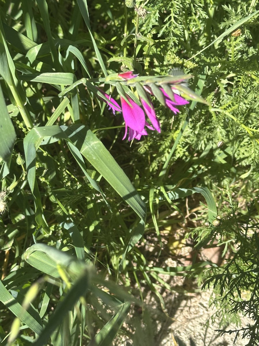 ELENI THEOCHAROUS tweet media