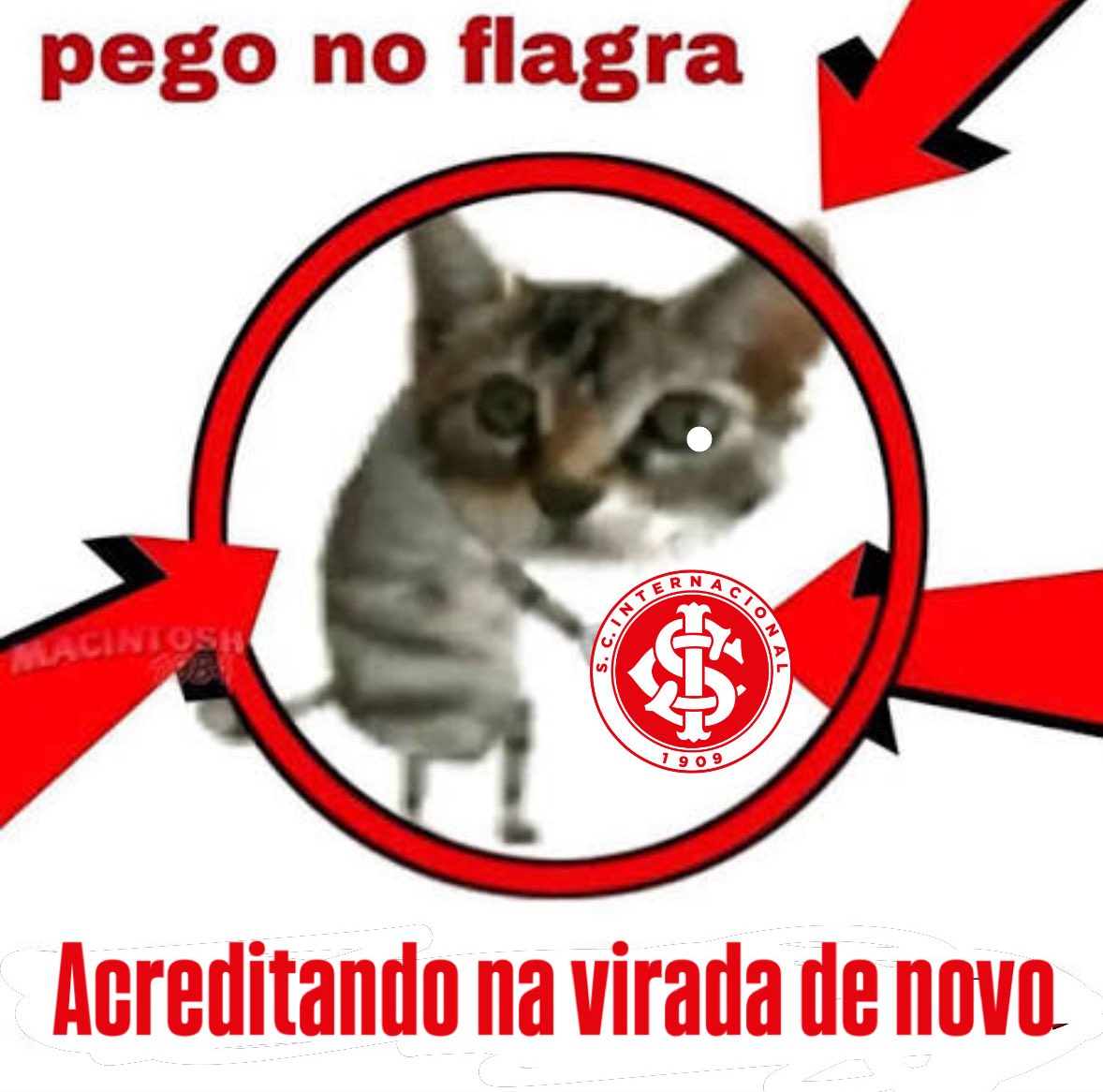 Thiaguin (@thiaguinnsw) on Twitter photo 