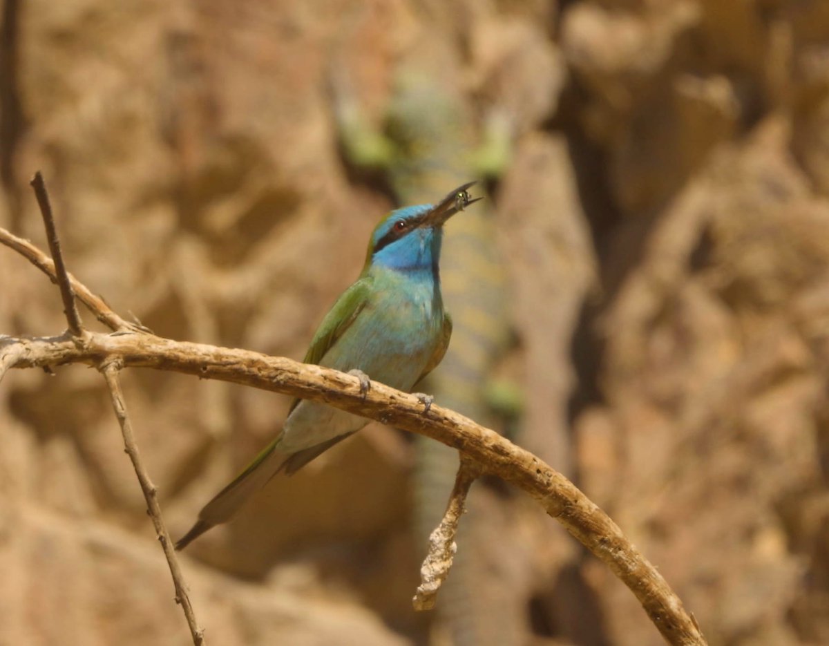 Guy Cotev גיא קוטב tweet media