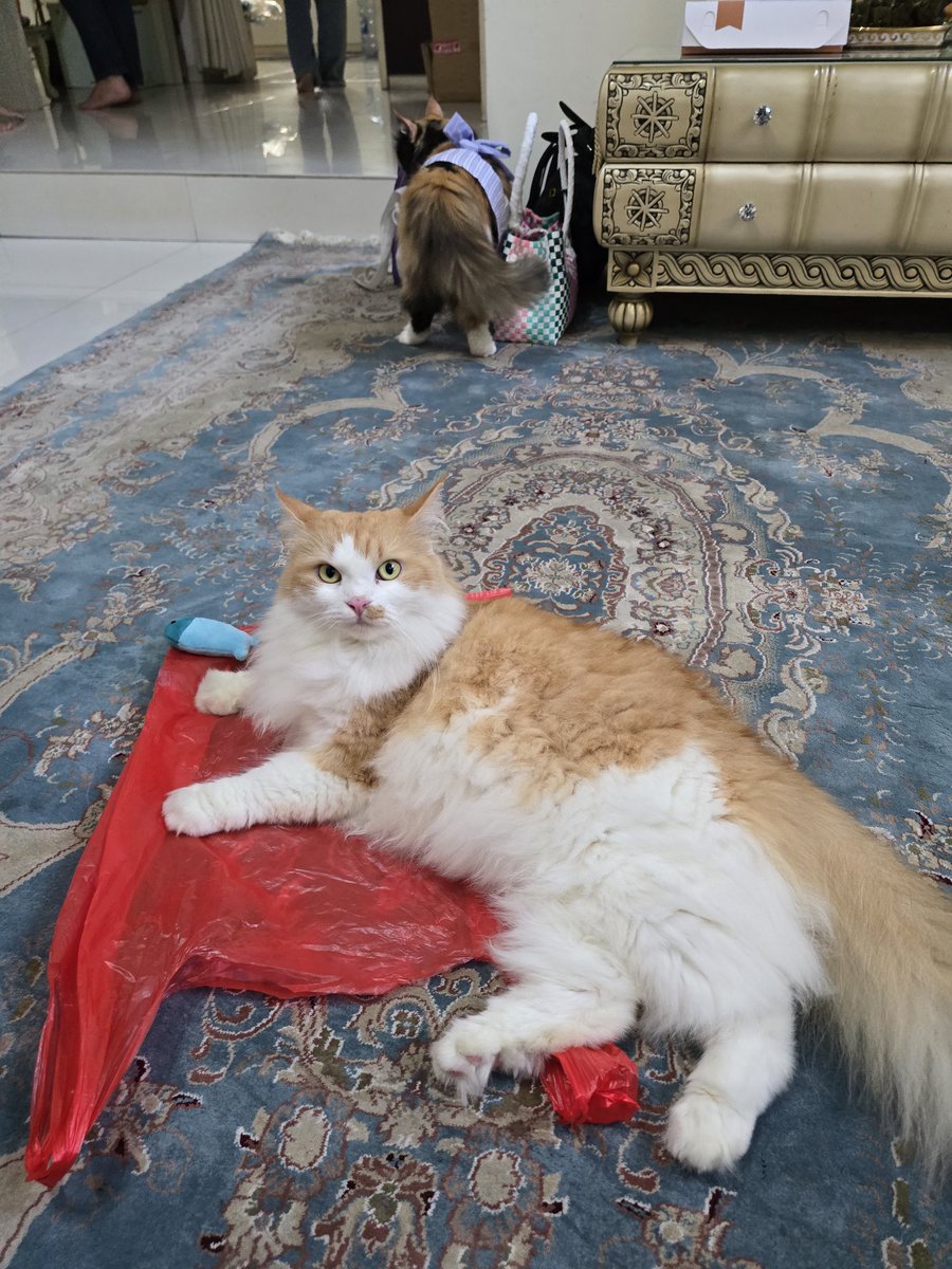 Ciku 🦁🍉 tweet media