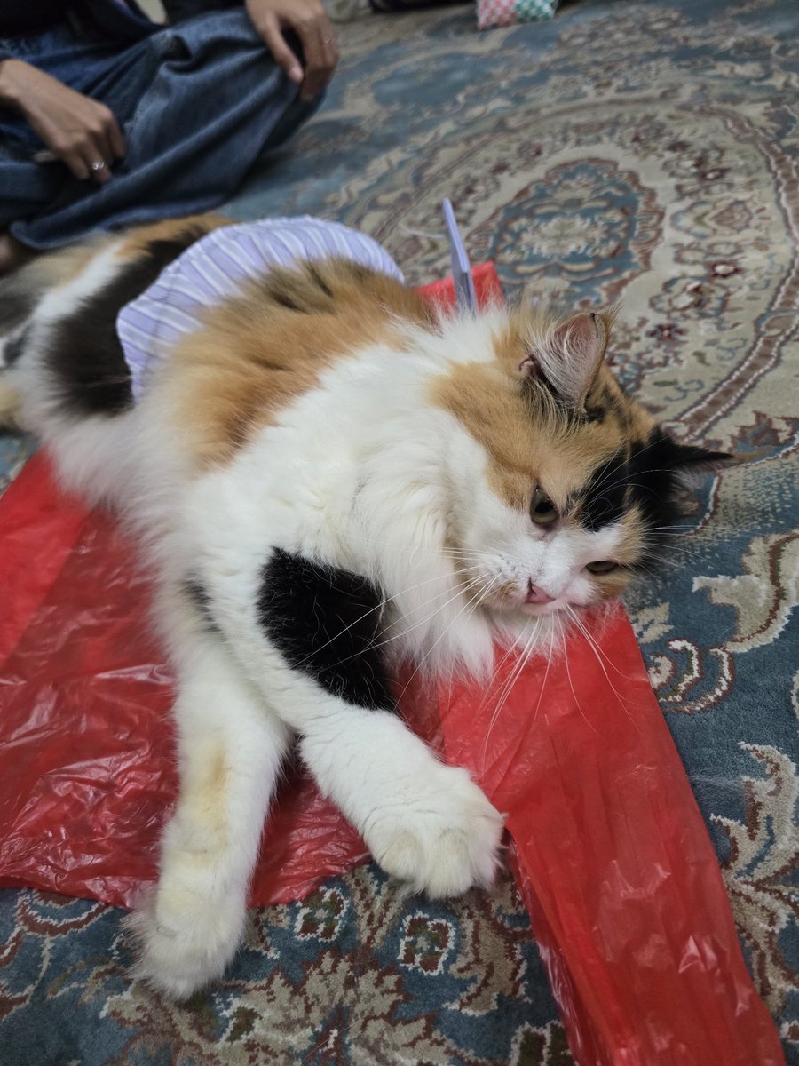 Ciku 🦁🍉 tweet media