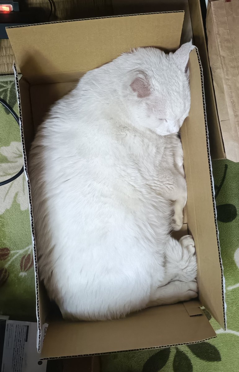 igonerico8's tweet photo. ５㌔のお米が入ってた箱に
約10㌔のにゃんこが入ってみたよ😸
#猫がいる暮らし https://t.co/QKgWMWI37D