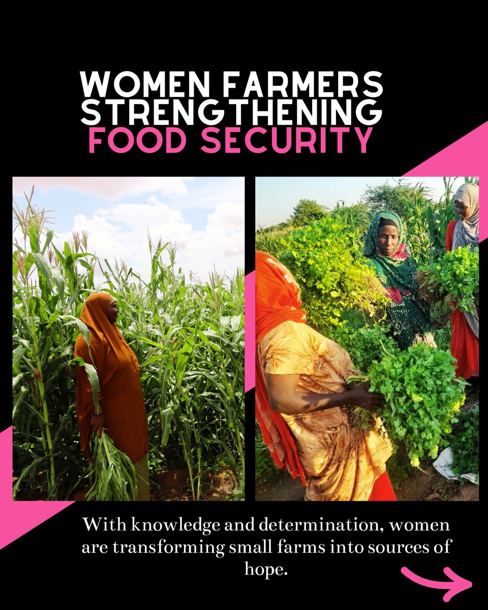 Lifeline Gedo tweet media