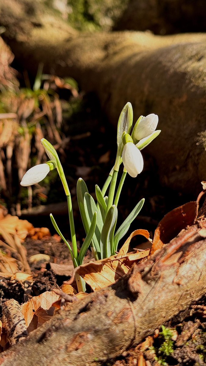 Nicușor Dan tweet media