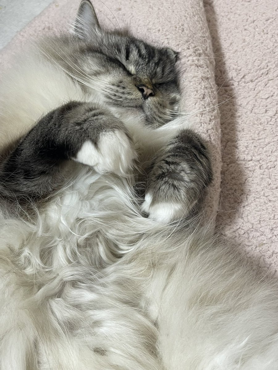 pito0925's tweet photo. おやすみなさい〜🐱🐾

#猫 https://t.co/hBWcZRH7H4