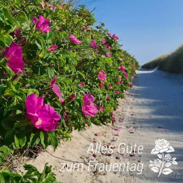 Hiddensee Forum tweet media