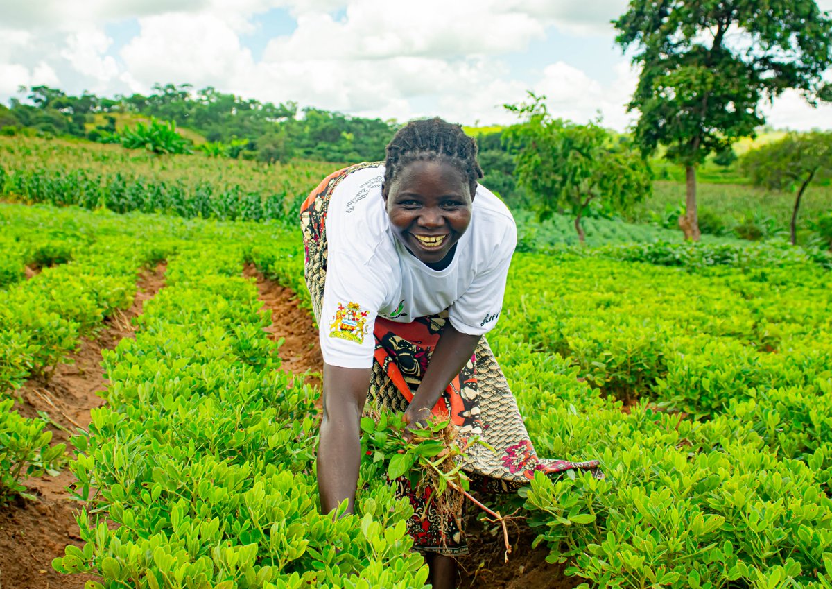 DAPP Malawi tweet media