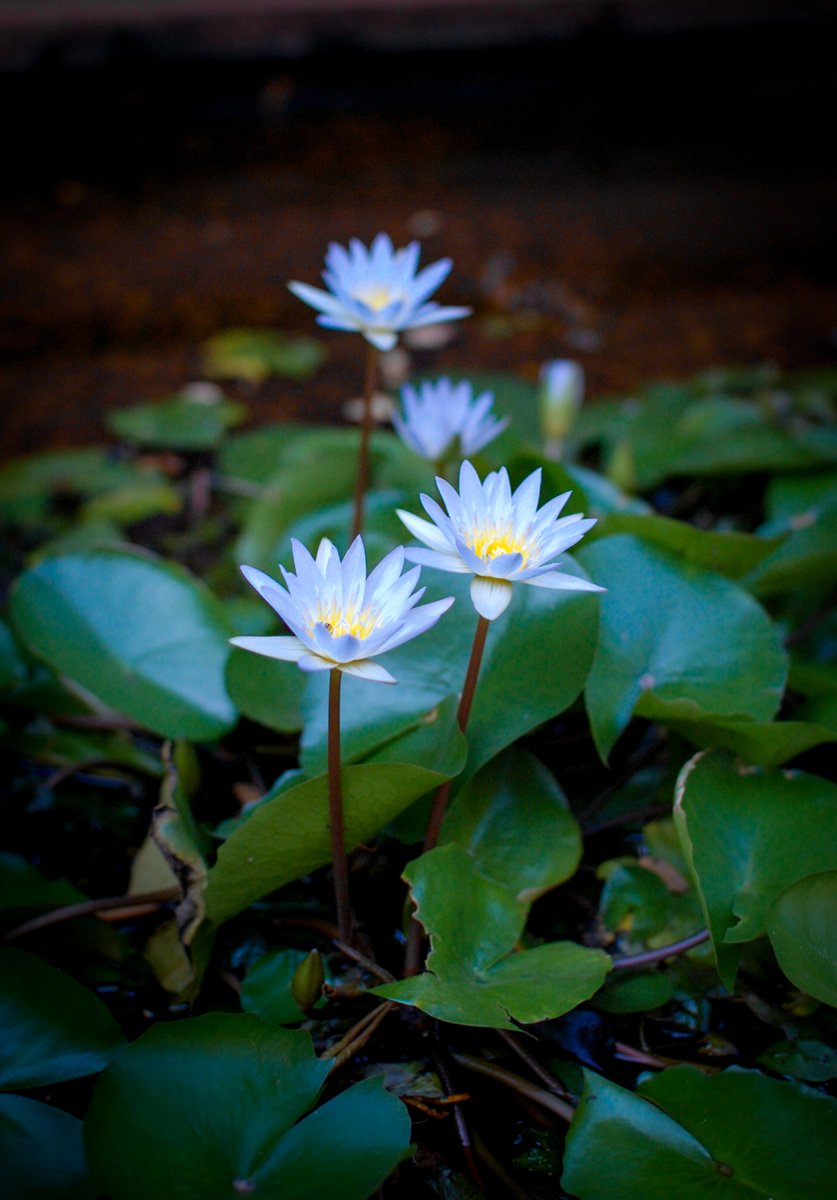 Lotus Design 🇰🇭 Cambodia tweet media