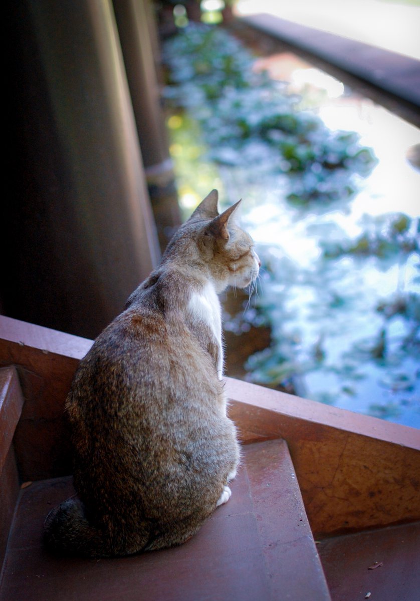 Lotus Design 🇰🇭 Cambodia tweet media