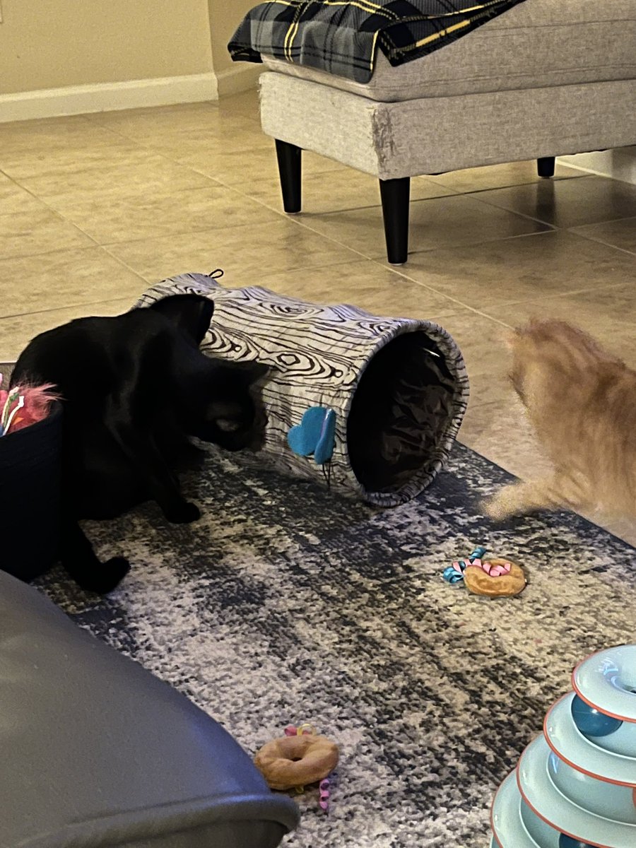 Frito 🐈 Leti 🐈⬛ Angel Hope 🐶 😇 🌈🐾❤️ tweet media