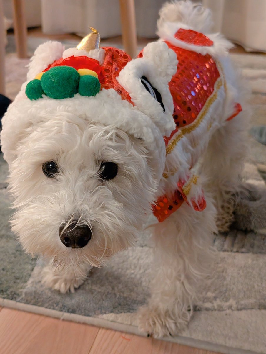 Sooth_WhiteDog's tweet photo. 飼い主の台湾土産により
犬・獅子舞ver https://t.co/kwZXqf82rB