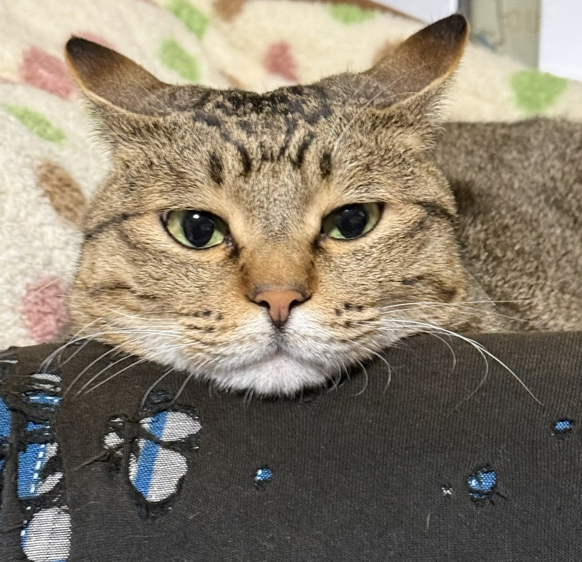 ながたにひさや tweet media