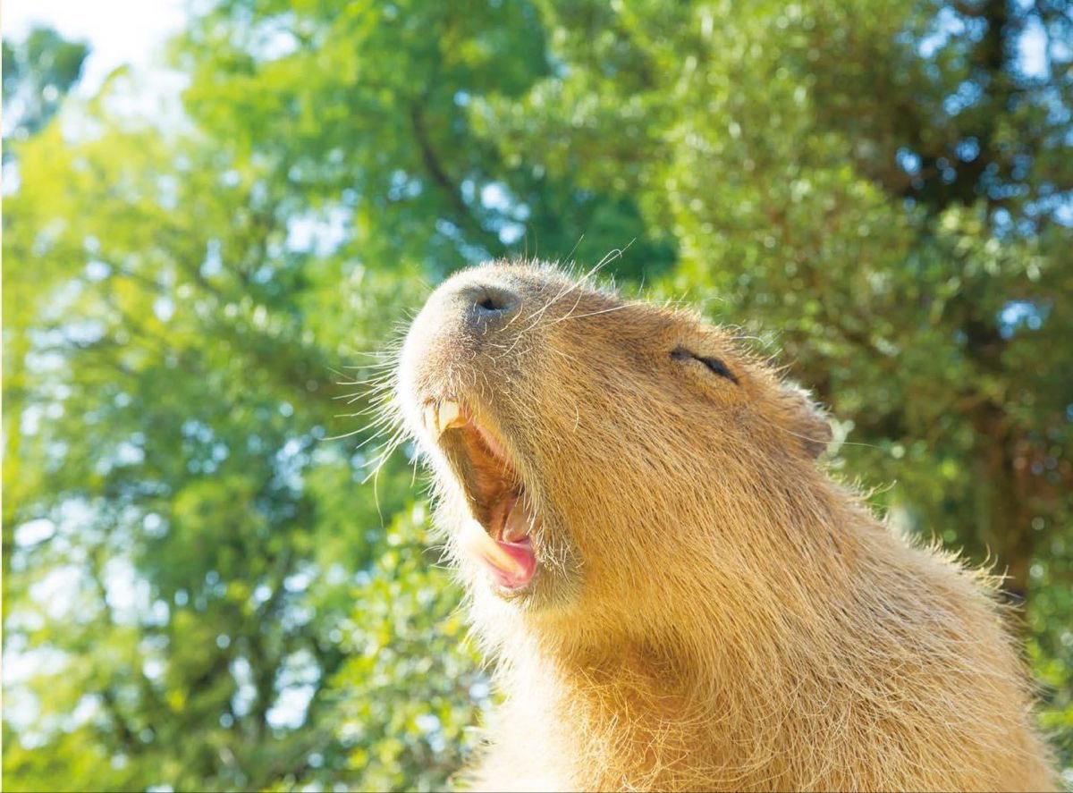 카피바라 아카이브 tweet media